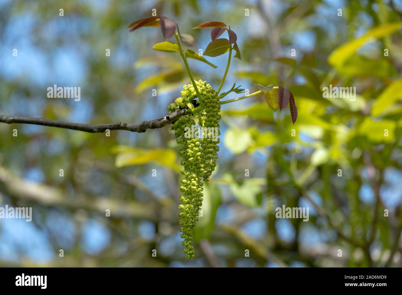 Echte Walnuss (Juglans regia) mit männlichen Blüten Stockfoto
