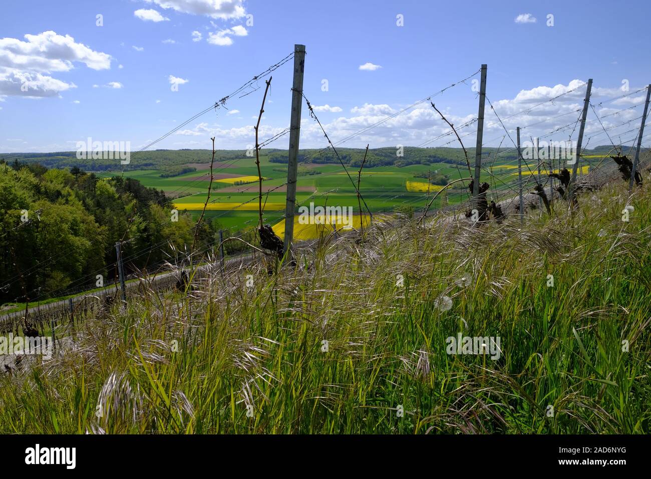 Landschaft und die Weinberge in der Nähe von Stetten, Landkreis Main-Spessart, Unterfranken, Bayern, Deutschland Stockfoto