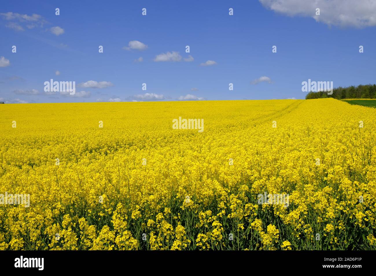 Landschaft und die Weinberge in der Nähe von Stetten, Landkreis Main-Spessart, Unterfranken, Bayern, Deutschland Stockfoto