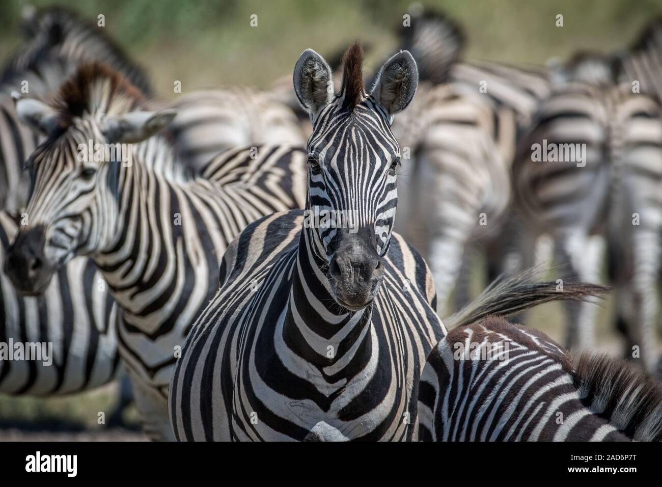 Zebra starring in die Kamera in Chobe. Stockfoto