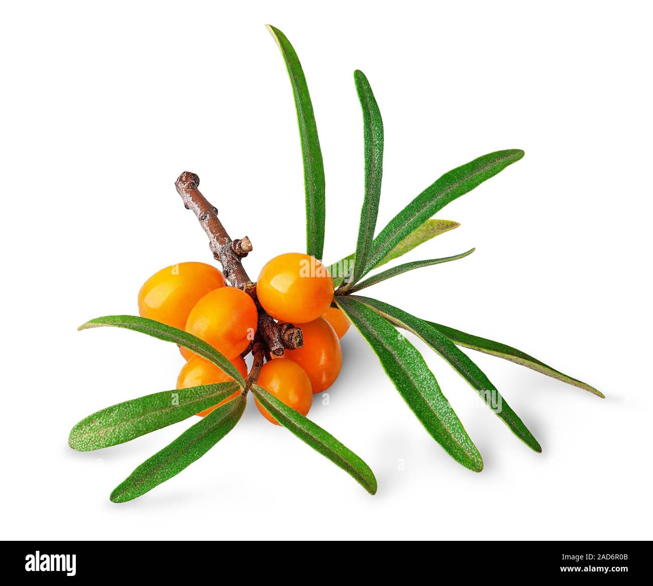 Seabuckthorn Beeren mit Blättern Stockfoto