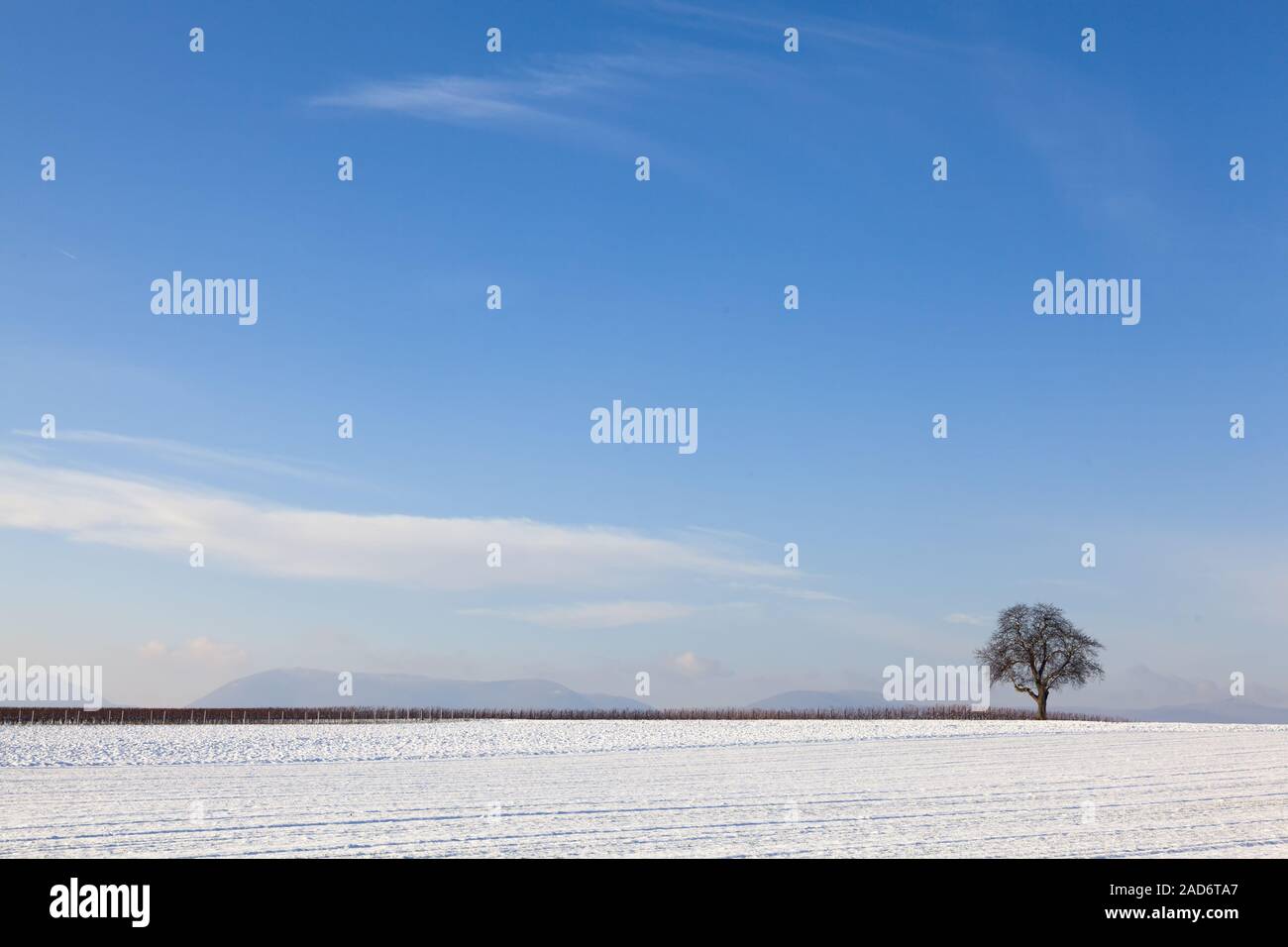 Verschneite Feld mit Nussbaum Stockfoto