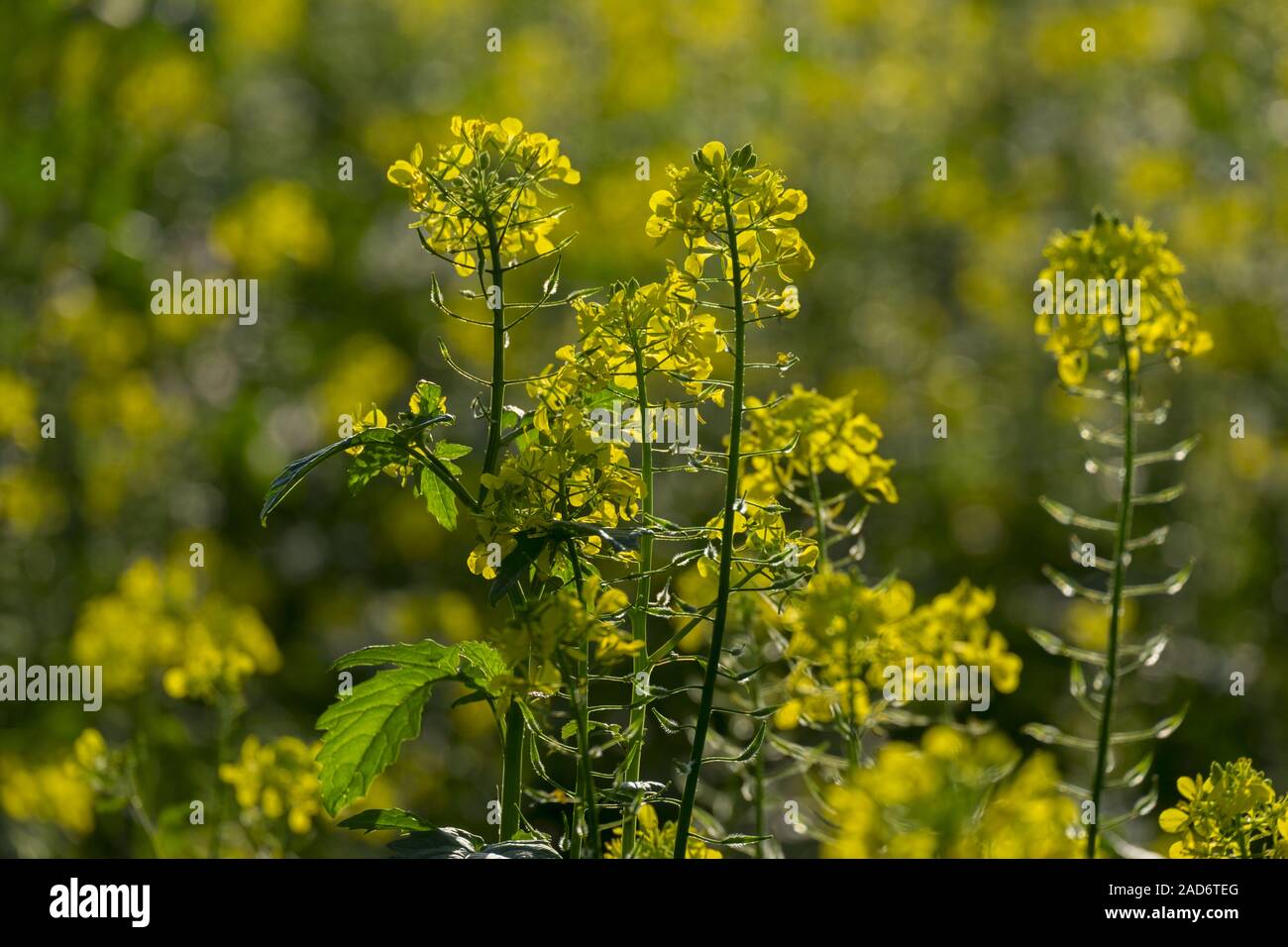 Schwarzer Senf (Brassica Nigra) Stockfoto