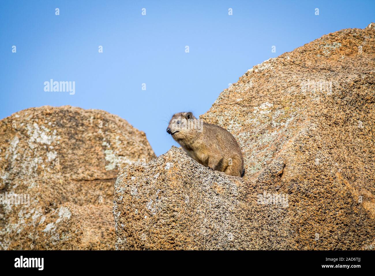 Rock dassie sitzt auf einem Felsen. Stockfoto