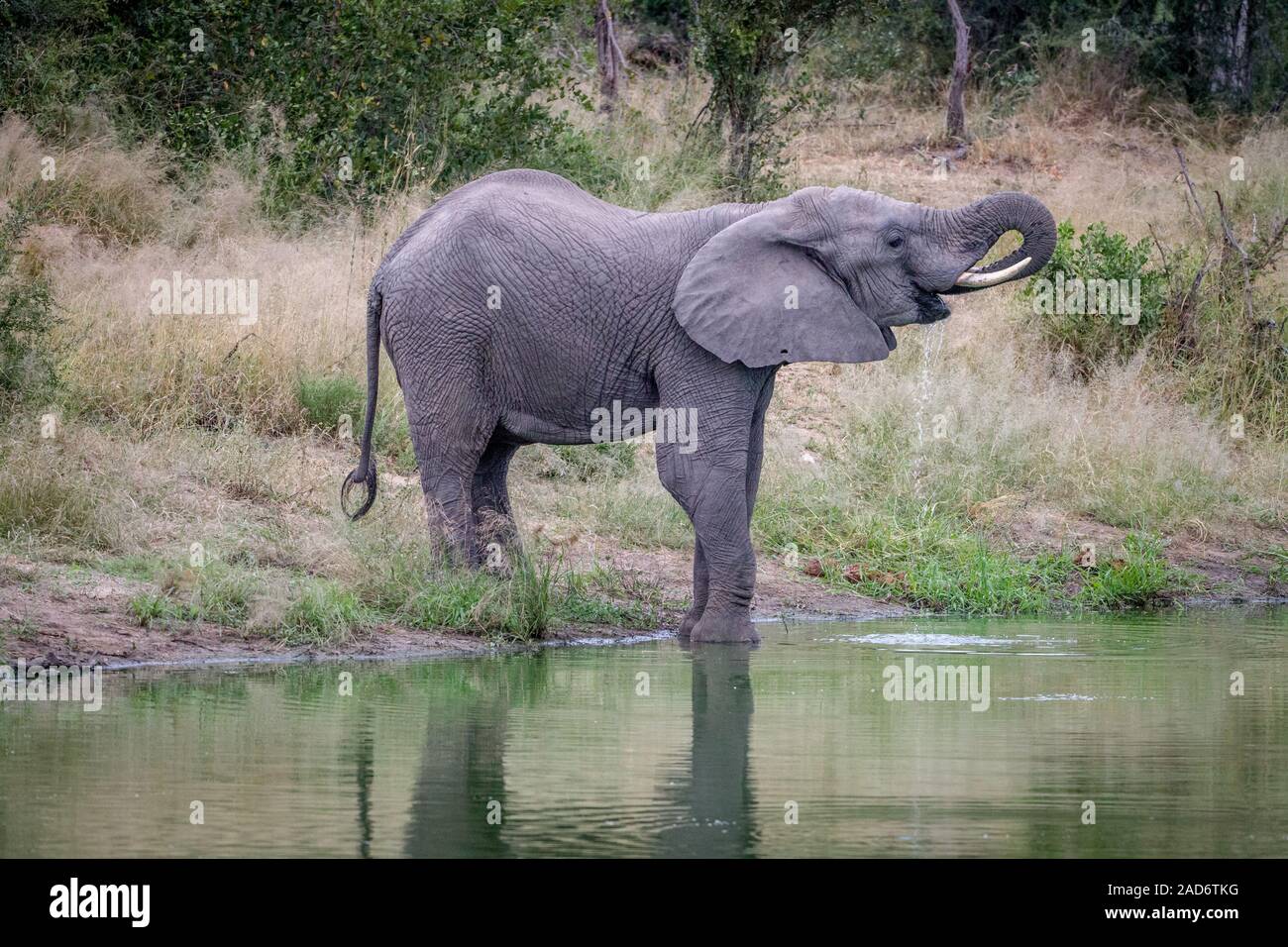 Elefanten trinken an einem Stausee. Stockfoto