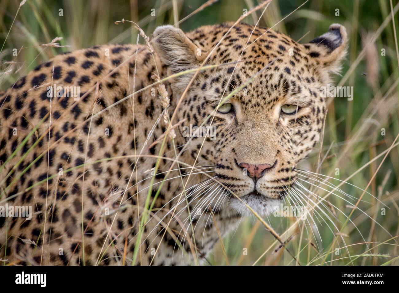 Leopard versteckt im hohen Gras. Stockfoto