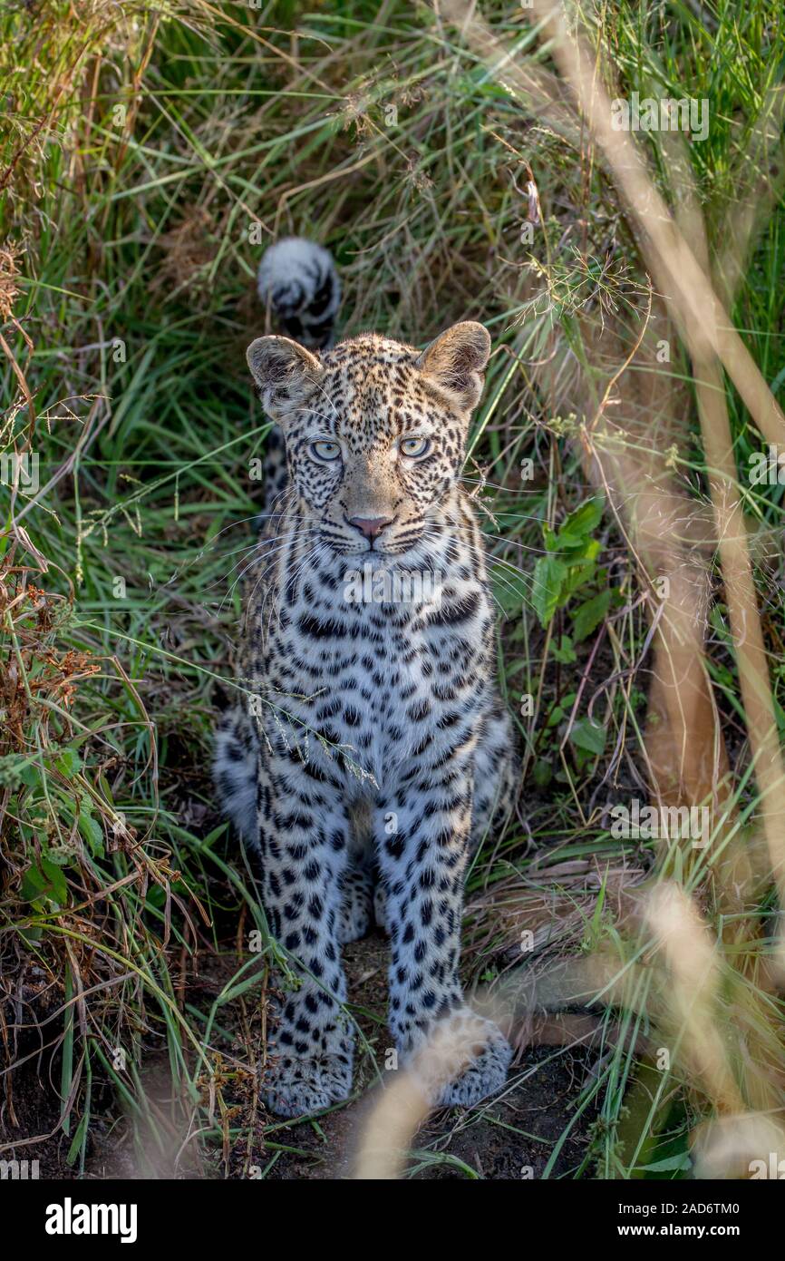 Junge Leoparden in zwischen dem Gras. Stockfoto