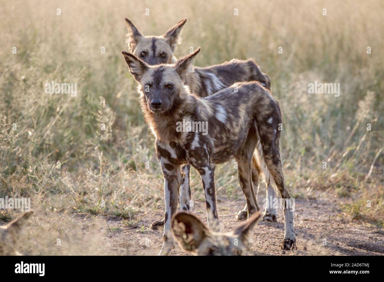 Afrikanische Wildhunde im Gras stehen. Stockfoto