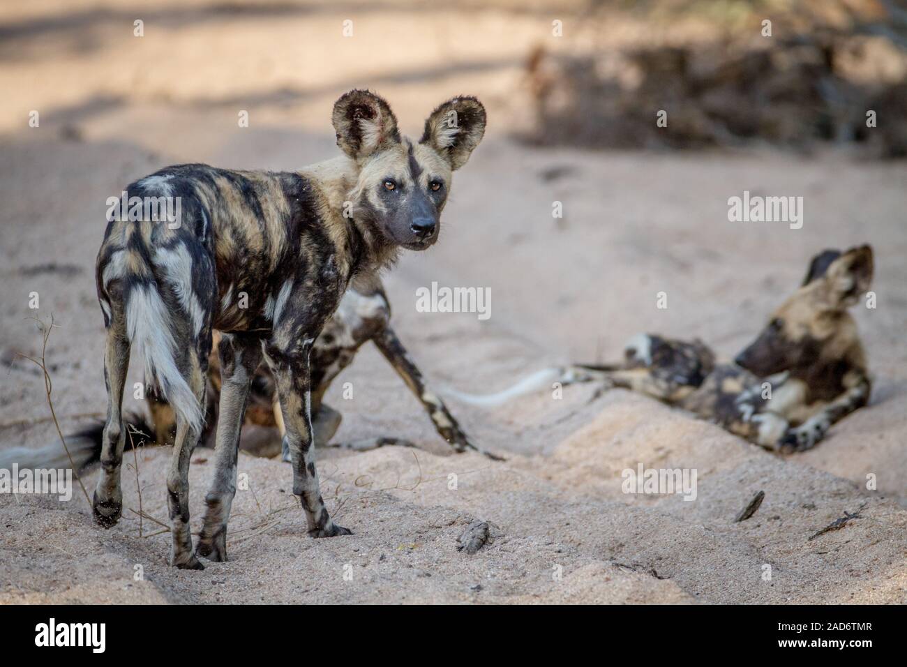 Packung mit Afrikanische Wildhunde im Sand. Stockfoto