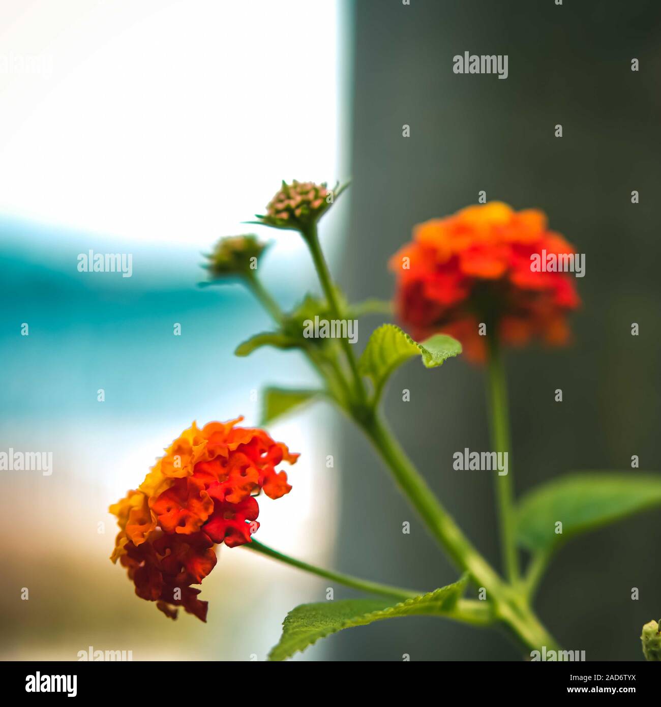 Orange Lantana camara Blütenstände in der Blüte mit grünen Blättern Hintergrund. Flora von Istanbul, Türkei. Stockfoto