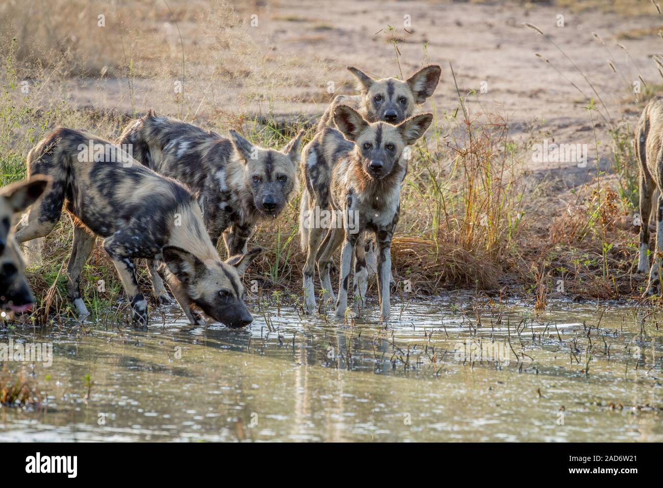 Packung mit afrikanischen wilden Hunde trinken. Stockfoto