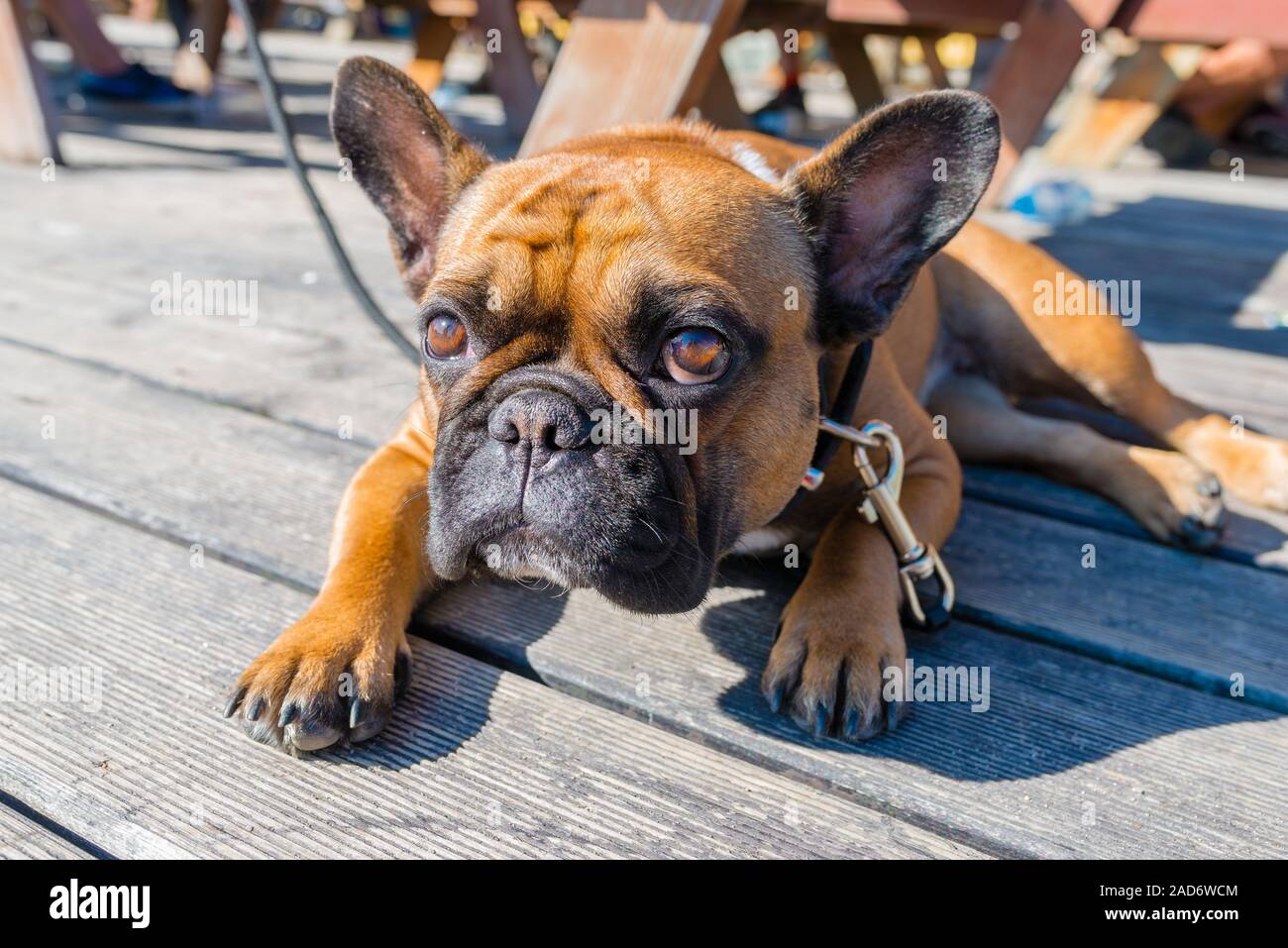 Französische Bulldogge auf braun Terrasse an Kamera suchen Stockfoto