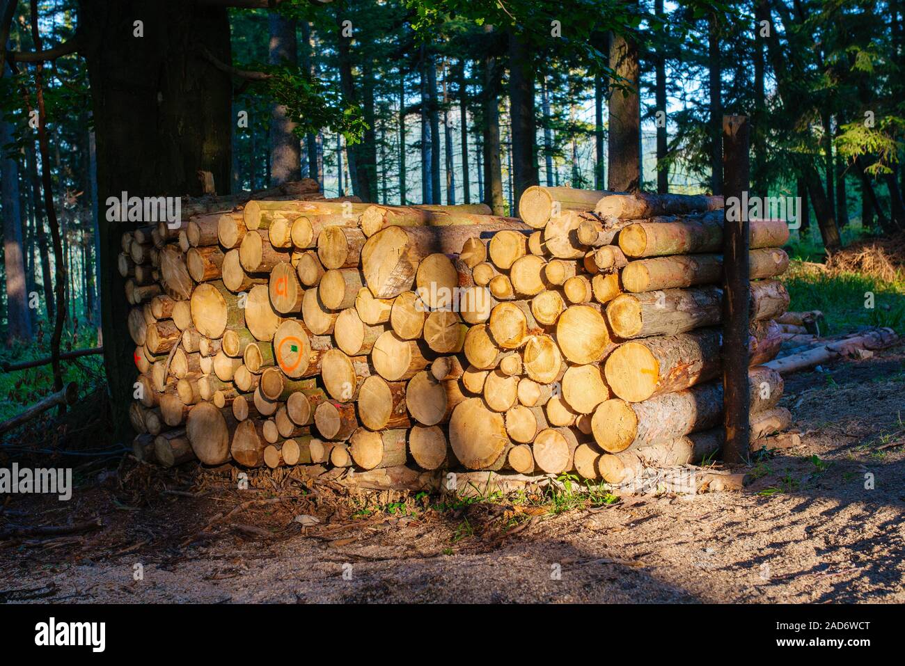 Holz Anmelden Fichtenwald Stockfoto