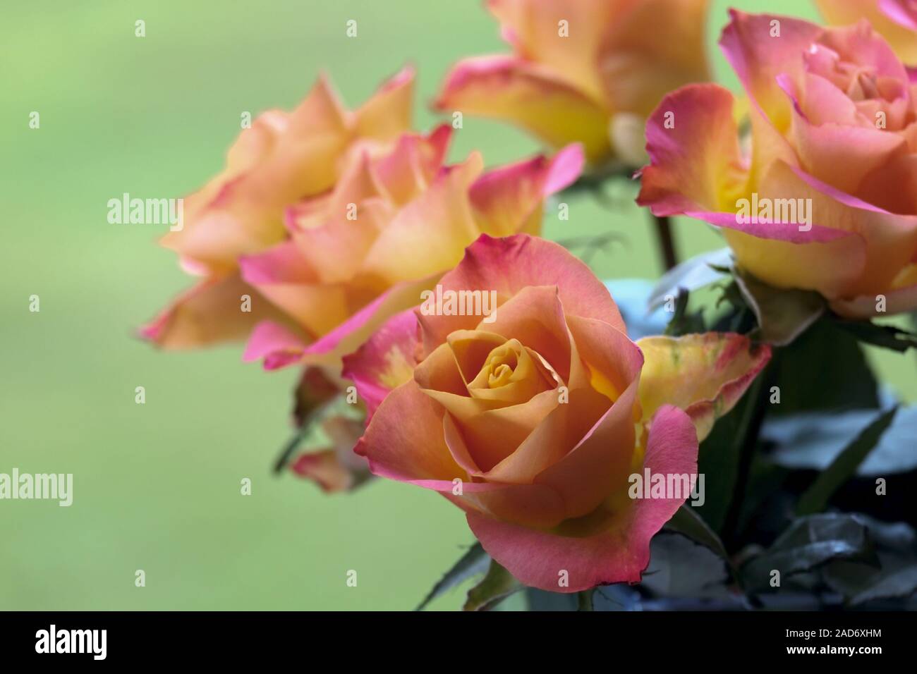 Blumenstrauß aus Rosen (Rosa sp.) Stockfoto