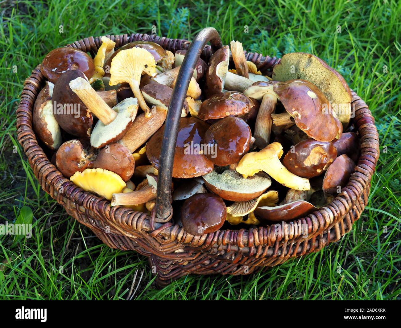 Korb mit Bay boletes und Pfifferlingen Stockfoto