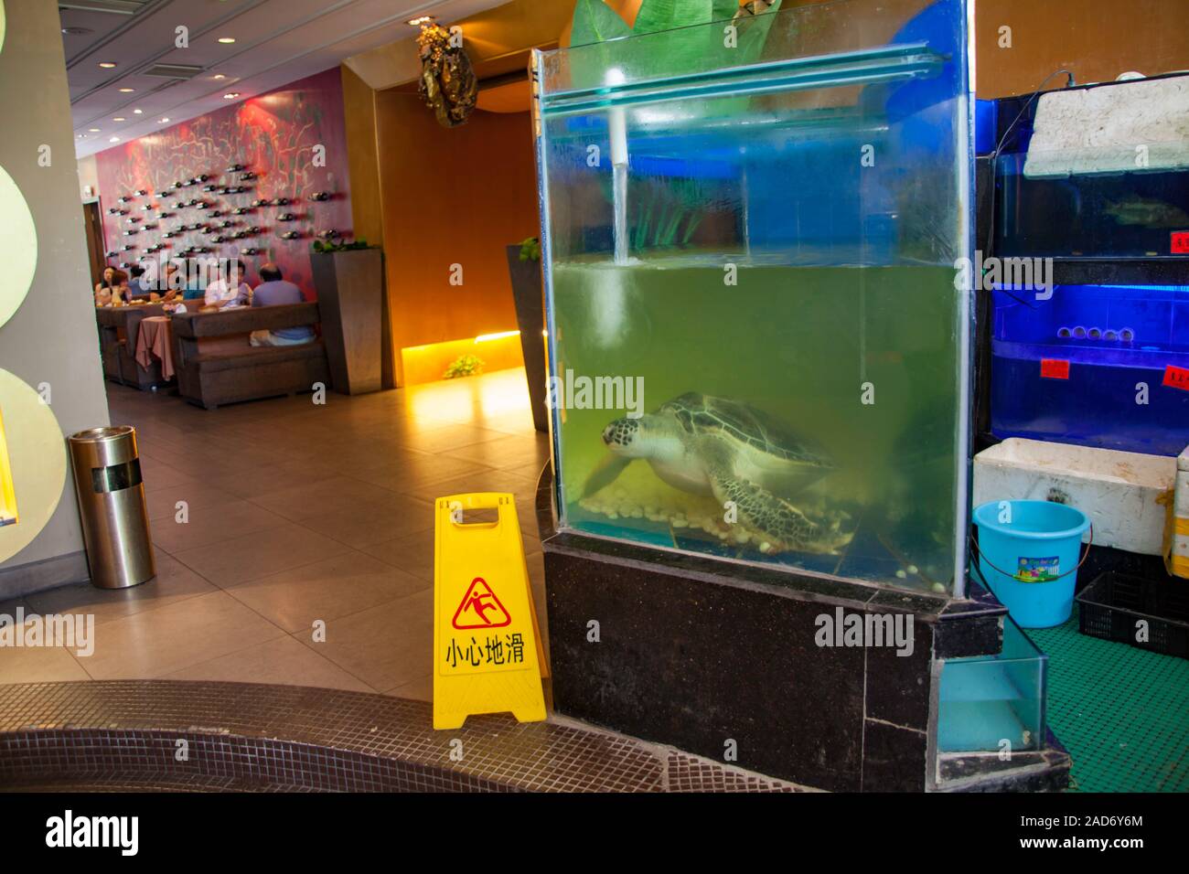 Live Green Sea Turtle, Chelonia mydas, eine bedrohte Art, im Restaurant Aquarium in der Stadt Nanning, Guangxi, South Western China. Stockfoto