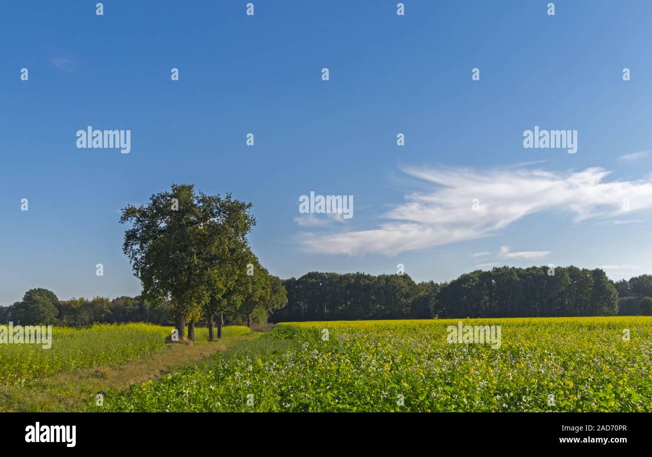 Schwarzer Senf (Brassica Nigra) Stockfoto