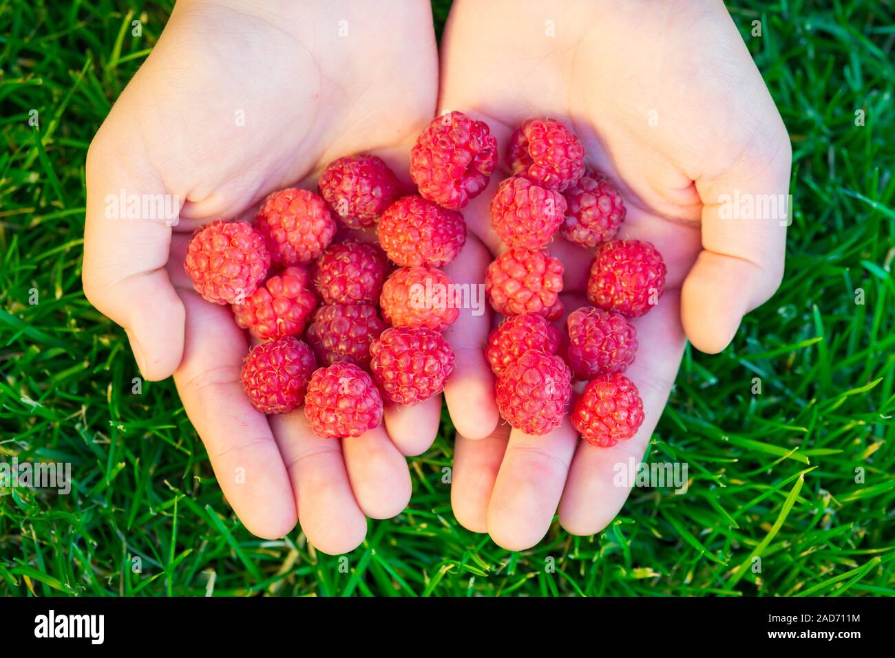 Nahaufnahme des Girl's Hände halten frisch gepflückte Himbeeren. Gesunde Ernährung Konzept Stockfoto