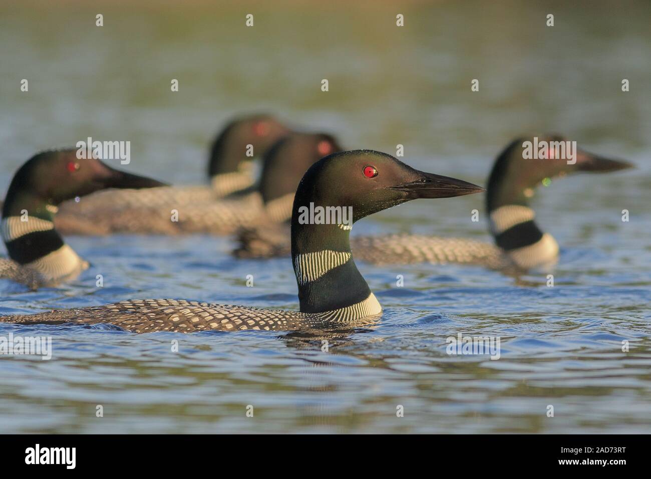 Ein Asyl von Common Loons patrouilliert am Ambajejus Lake. Stockfoto