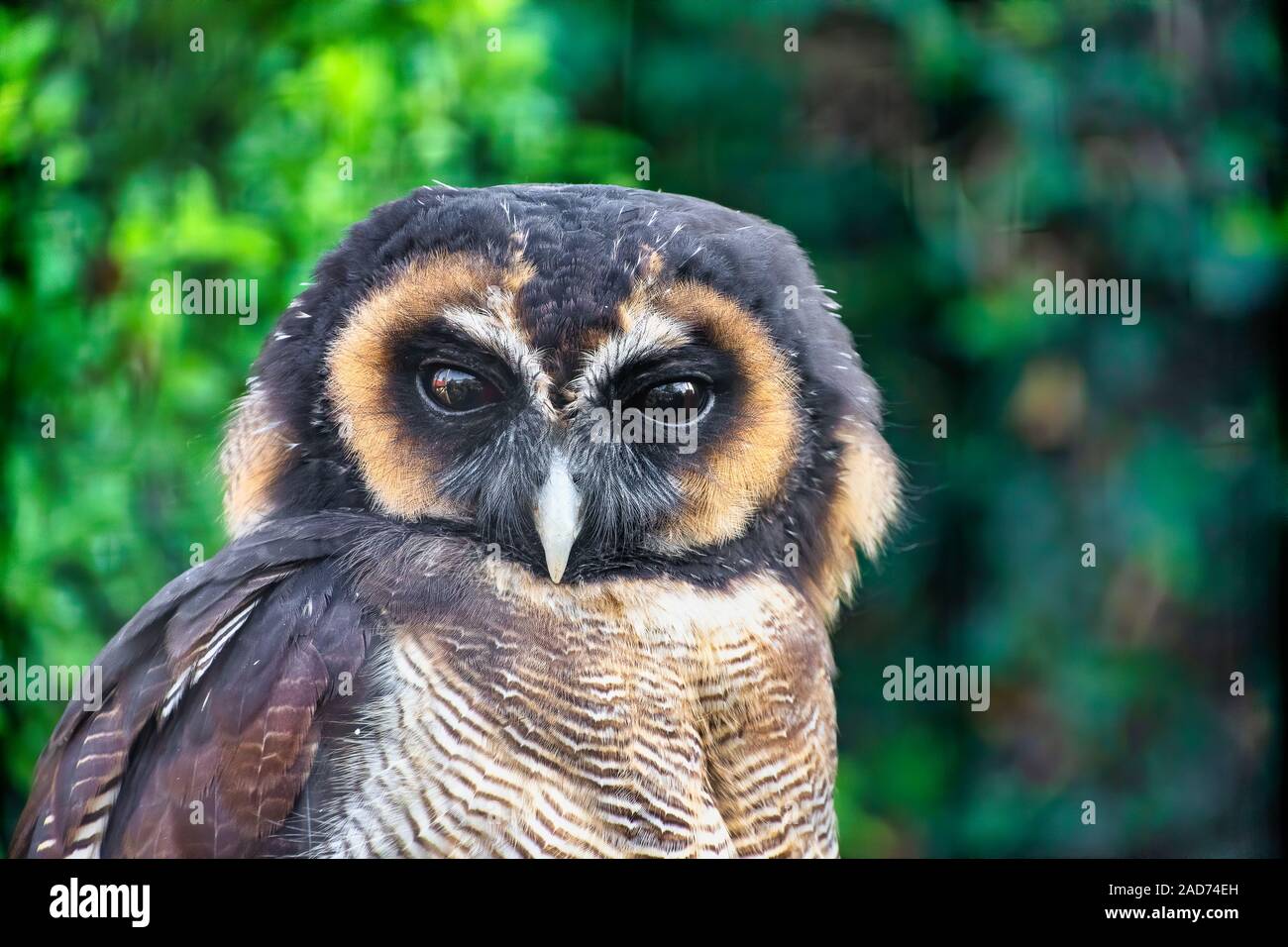 Hochformat ein braunes Holz Eule Stockfoto