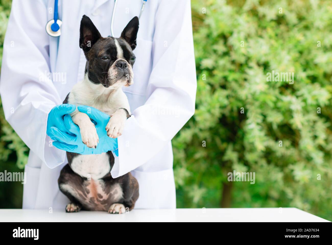 Vet Hände halten ein Boston Terrier Hund Stockfoto