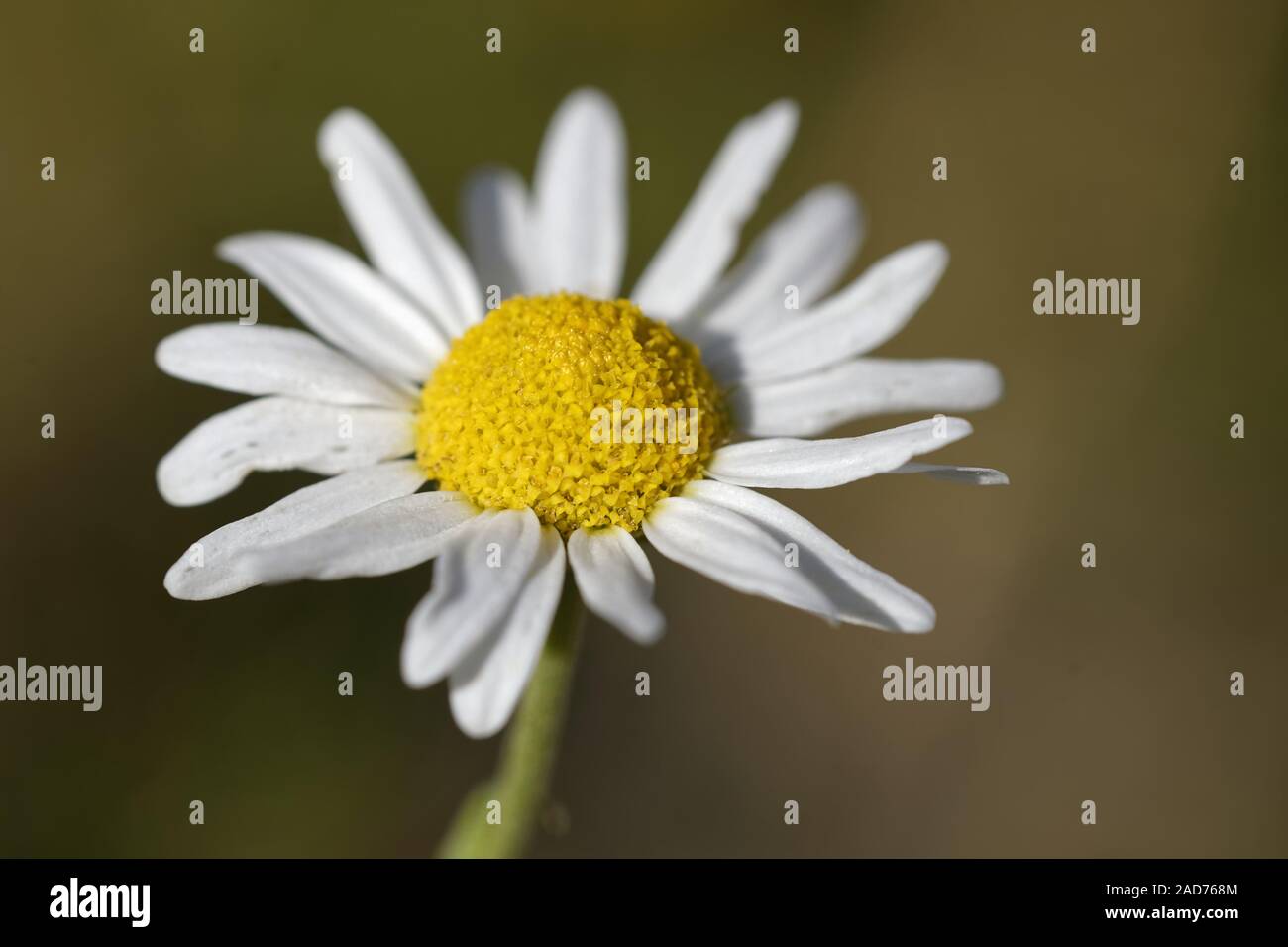 Römische Kamille Stockfoto