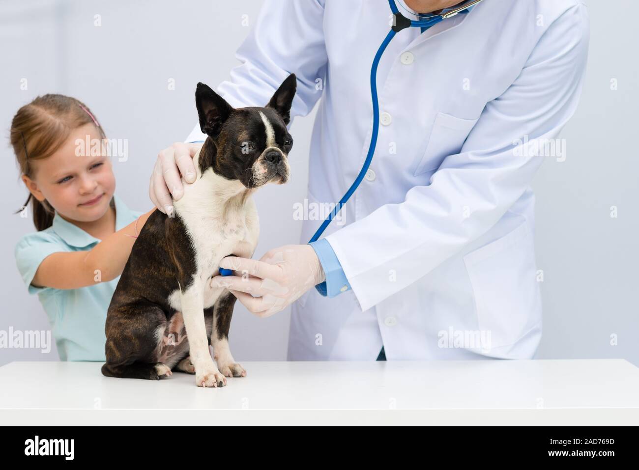 Ein Tierarzt Prüfung ein wenig Boston Terrier Hund in Anwesenheit eines jungen Mädchens Eigentümer Stockfoto