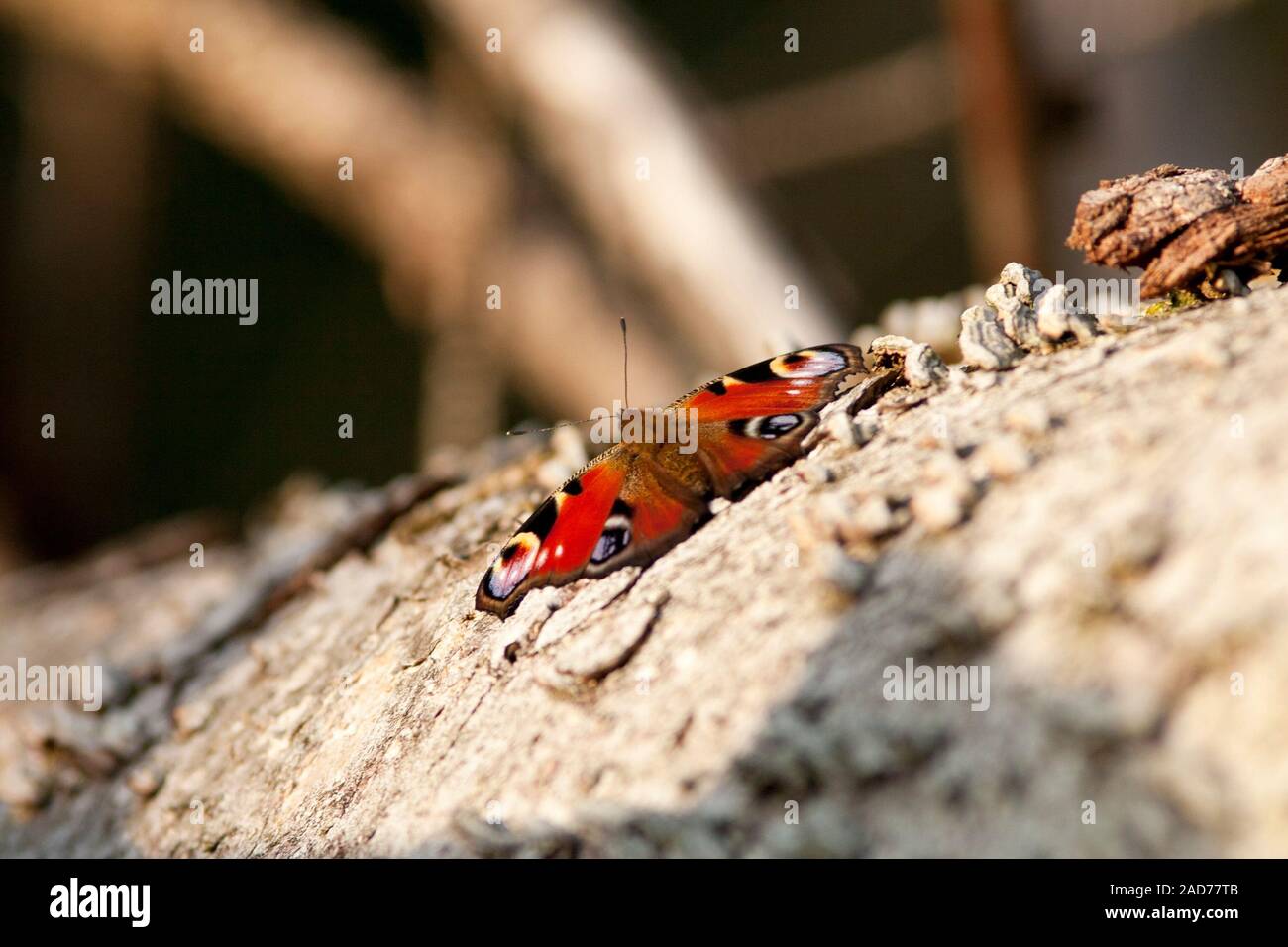 Europäische Peacock, tagpfauenauge - Nymphalis io Stockfoto