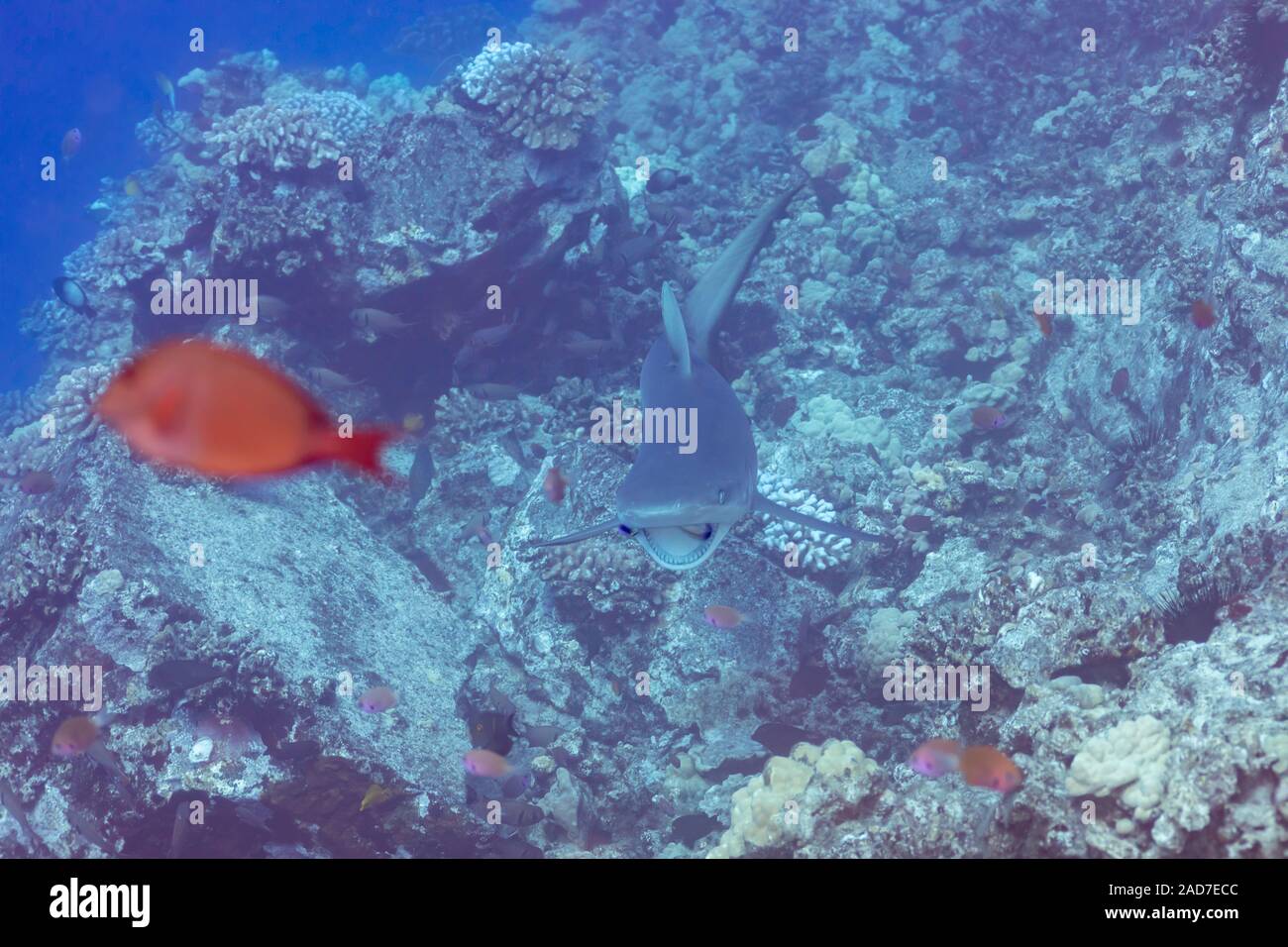 Diese Grey Reef Shark, Carcharhinus amblyrhynchos, hat zwei endemische Hawaiian cleaner wrasse, Labroides phthirophagus, im Mund. Der Hai nicht Sto Stockfoto