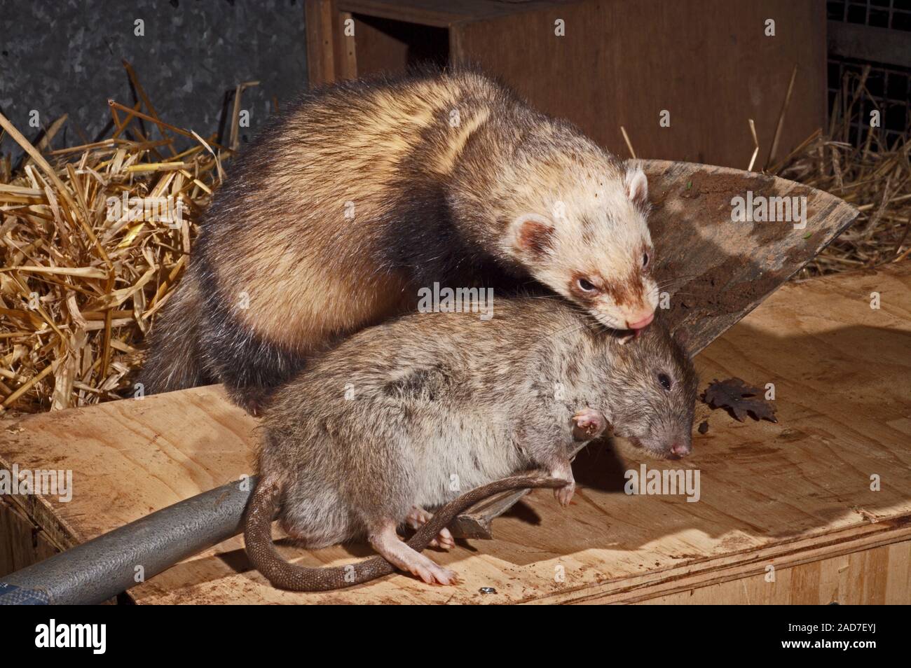 Frettchen frettchen Mustela putorius furo mit Toten braune Ratte (Rattus norvegicus) Beute. Großbritannien Stockfoto
