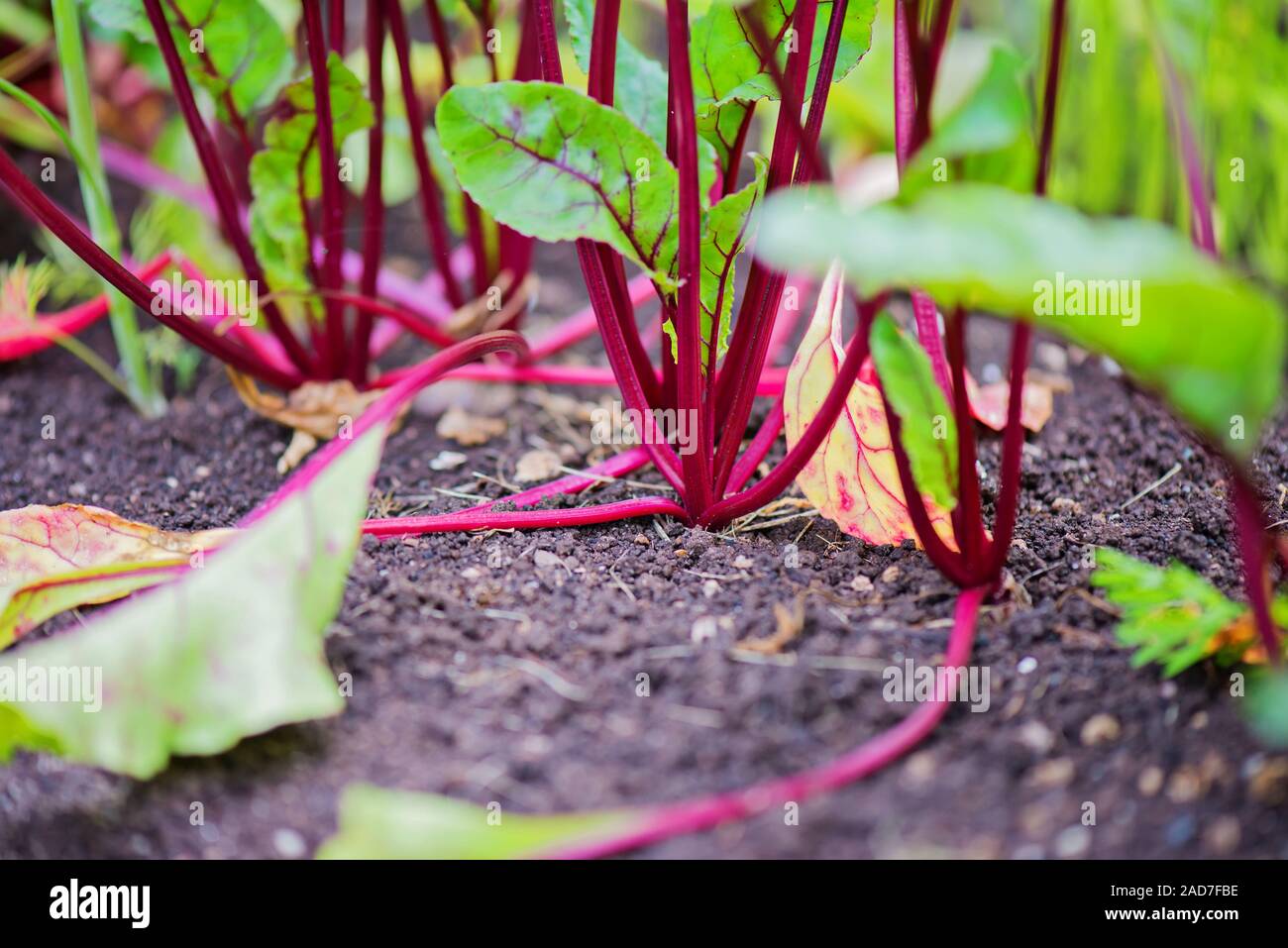 Junge Zuckerrüben wächst auf einem Bett in der Küche - Garten Stockfoto