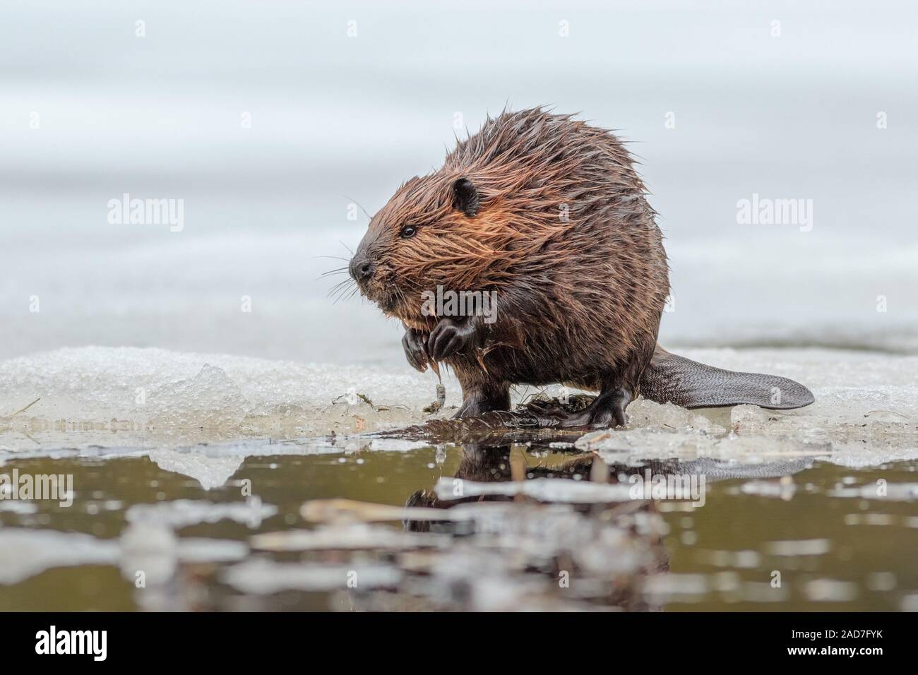 Ein Biber kaut auf etwas Essen aus seinem Wintercache. Stockfoto