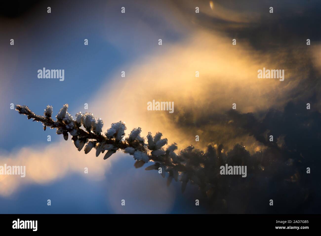 Winter Hintergrund mit frosted Heather Blumen-, Schnee- und Eiskristalle glitzern im Sonnenlicht Stockfoto