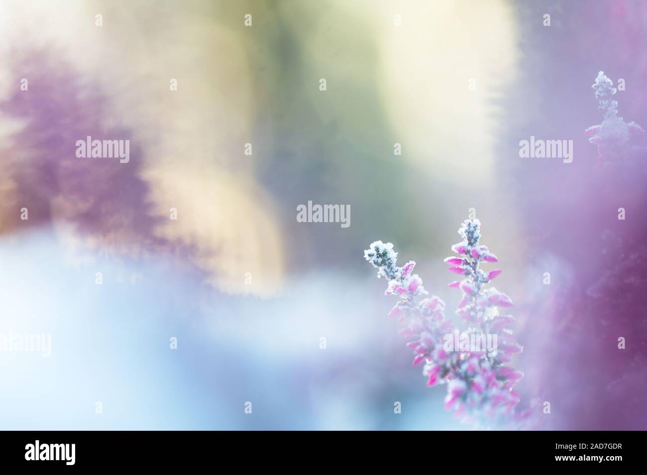 Winter Hintergrund mit frosted Heather Blumen-, Schnee- und Eiskristalle glitzern im Sonnenlicht Stockfoto