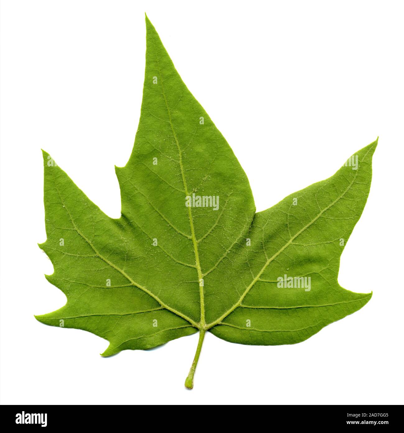 Hintere Seite der Ebene (Platanus) Baum Blatt über Weiß isoliert Stockfoto