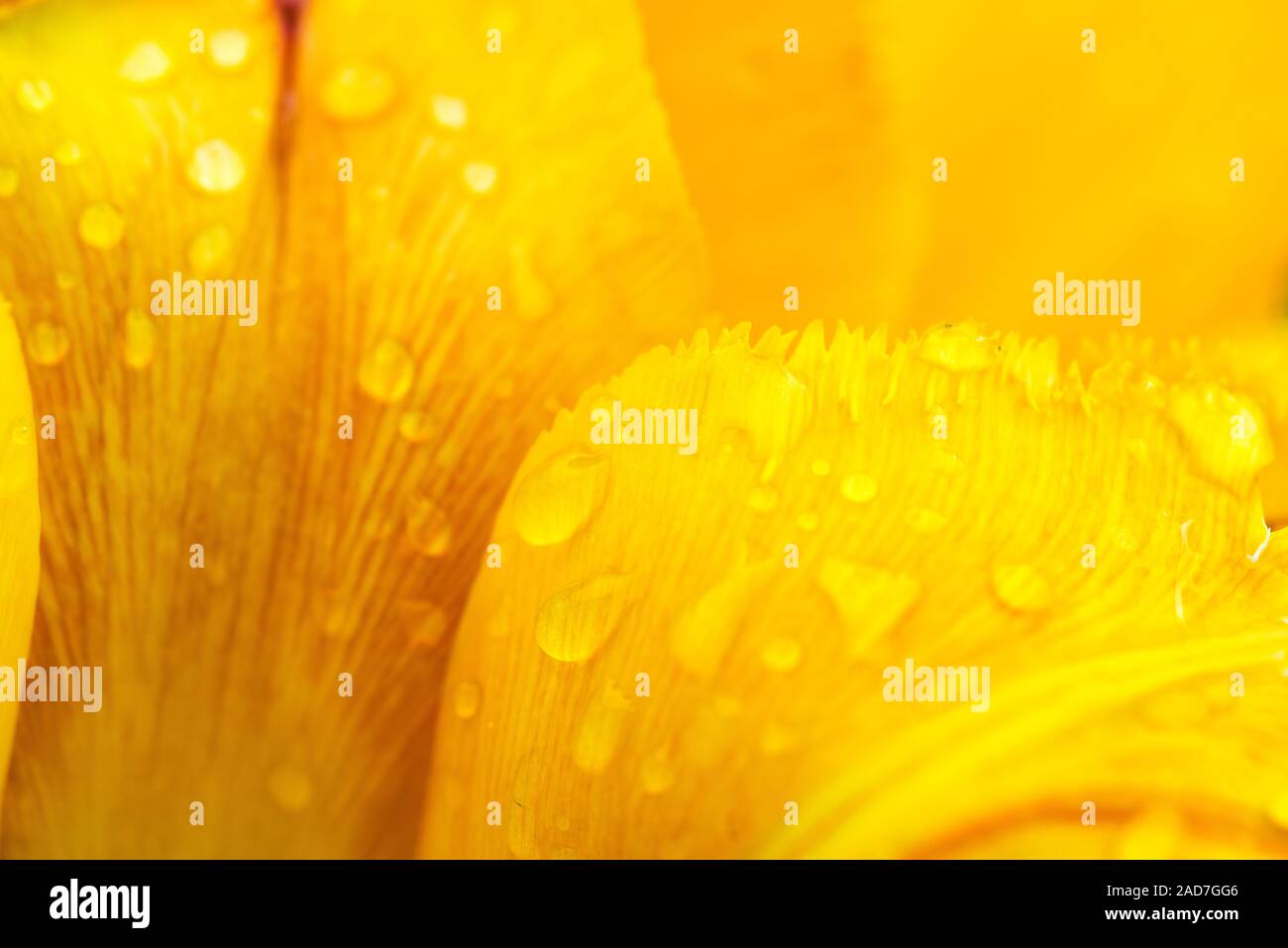 Blütenblätter einer Gelbe Tulpe mit Tropfen Morgentau: Detailansicht Stockfoto