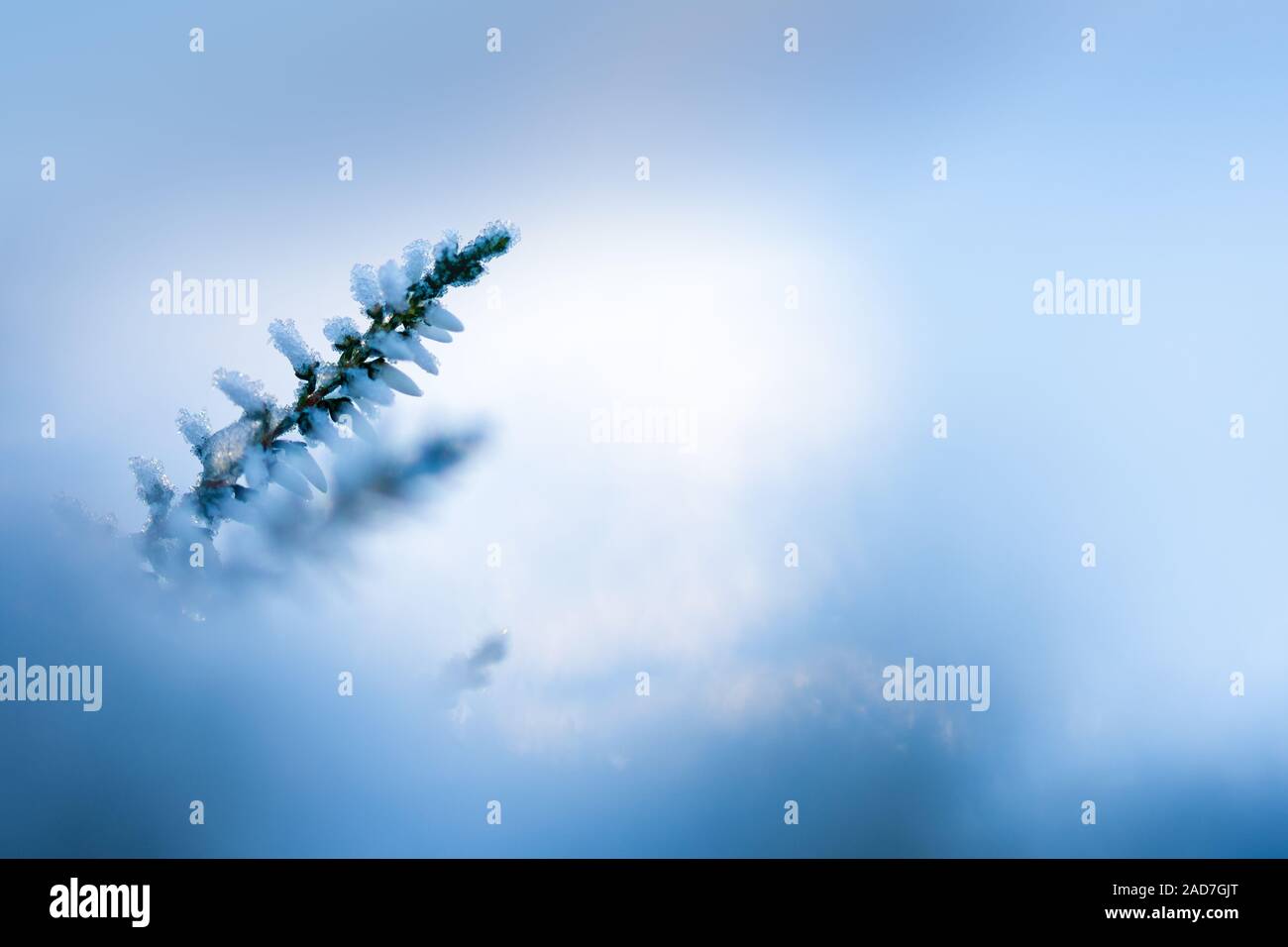 Winter Hintergrund mit frosted Heather Blumen Stockfoto