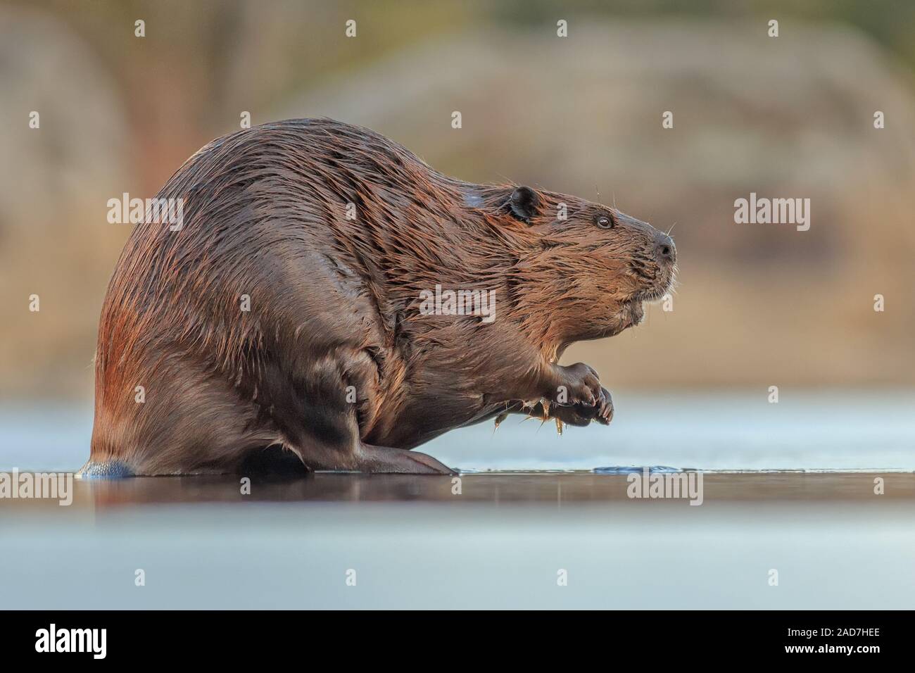 Ein Biber ruht im Winter auf dem Eisrand. Stockfoto