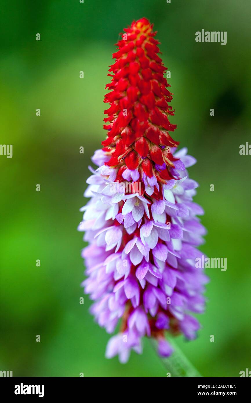 Orchid Primel Primula vialii Nahaufnahme Blume Stockfoto