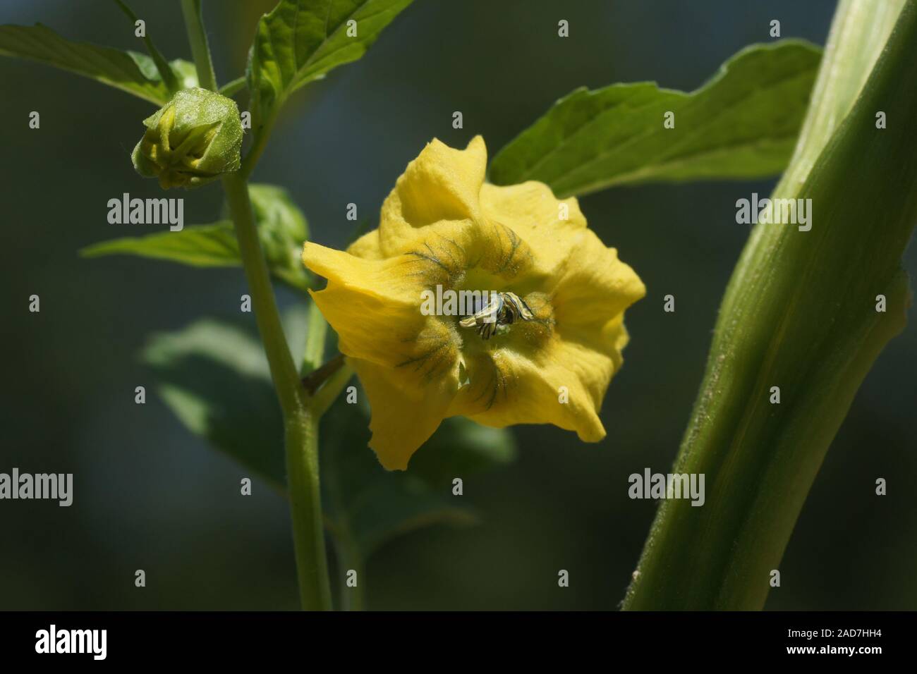 Physalis rubro, Kap Stachelbeeren, Blüte Stockfoto