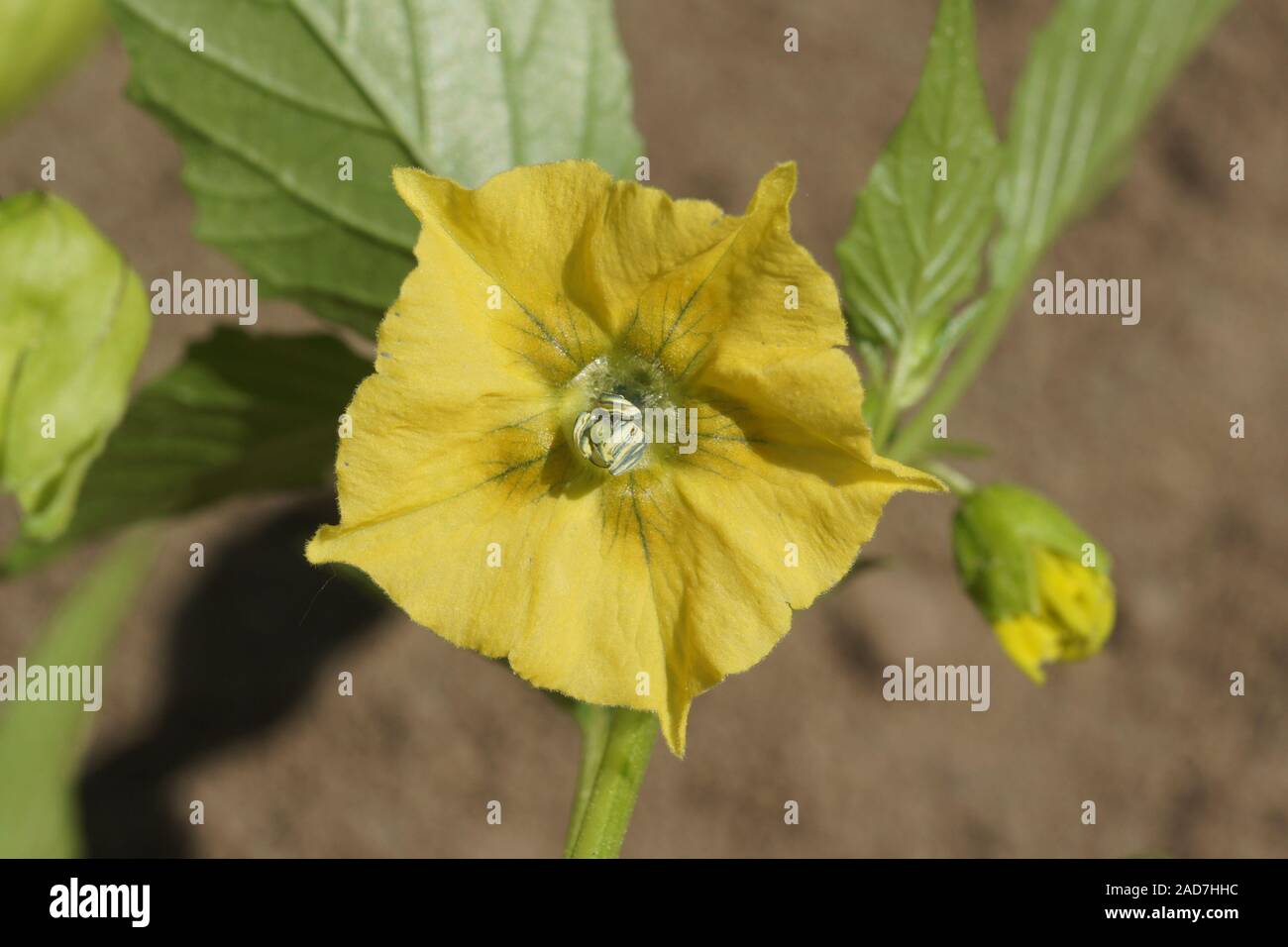 Physalis rubro, Kap Stachelbeeren, Blüte Stockfoto