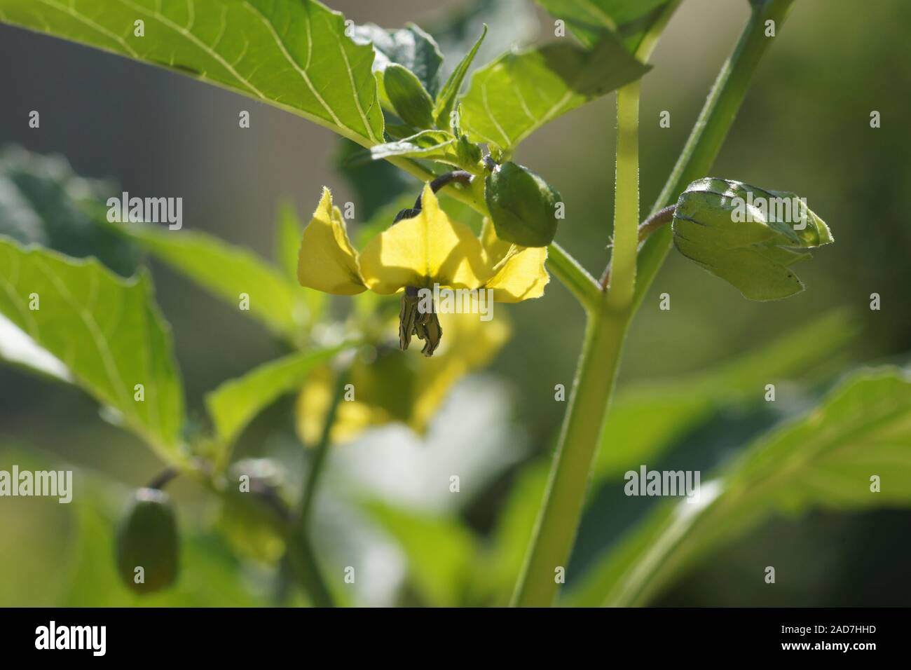 Physalis rubro, Kap Stachelbeeren, Blüte Stockfoto