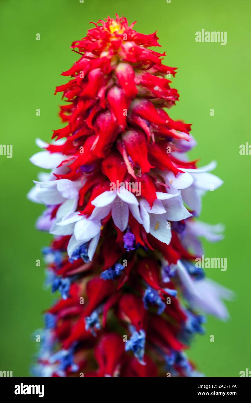 Primula vialii Bunte spike Orchid Primrose Stockfoto
