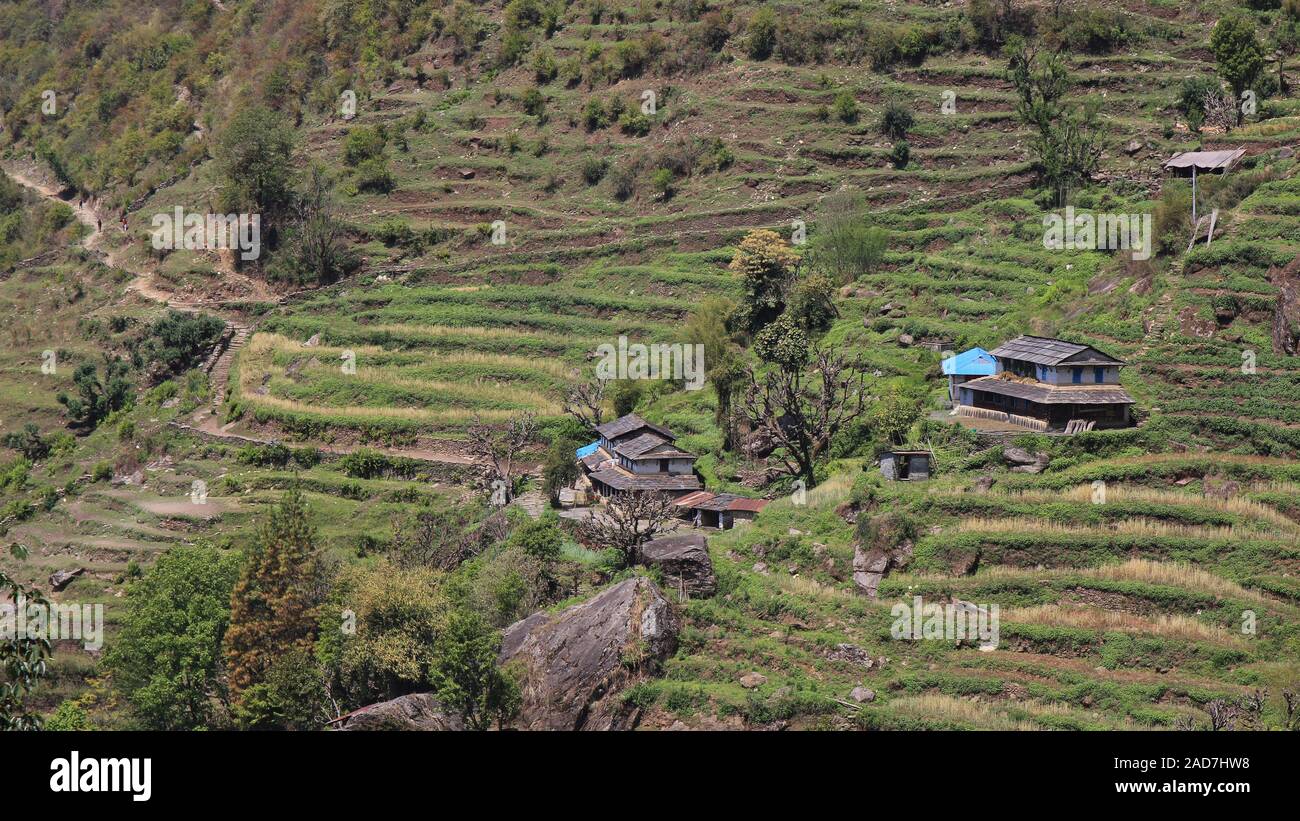 Ländliche Szene in Taulung, Annapurna Conservation Area, Nepal. Der steile Hügel und Terrassenfelder und traditionellen Gurung Häuser. Stockfoto