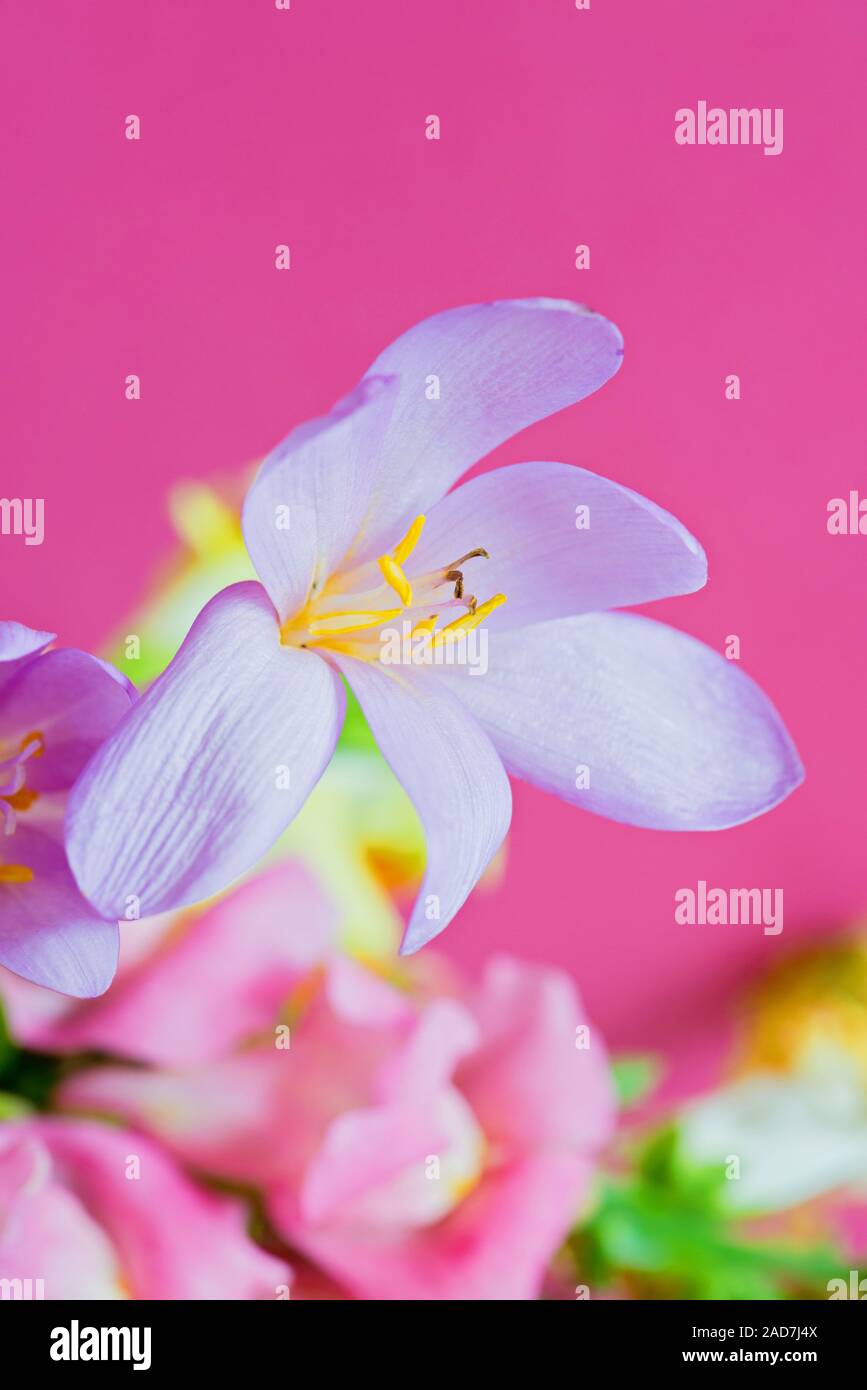 Lila Makro Blume auf rosa Hintergrund. Geringe Tiefenschärfe. Stockfoto
