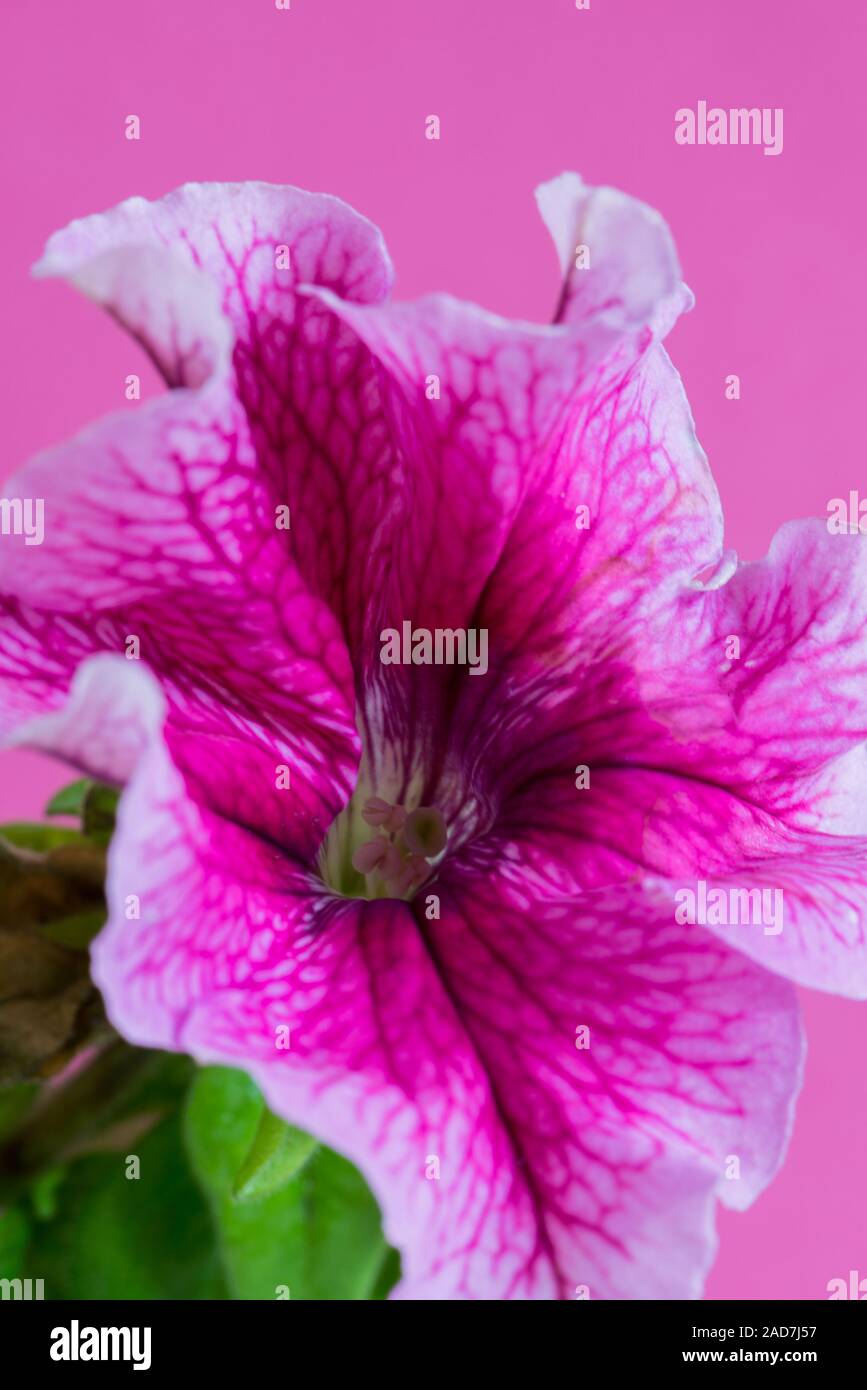 Makro Blume rosa auf rosa Hintergrund. Geringe Tiefenschärfe. Stockfoto