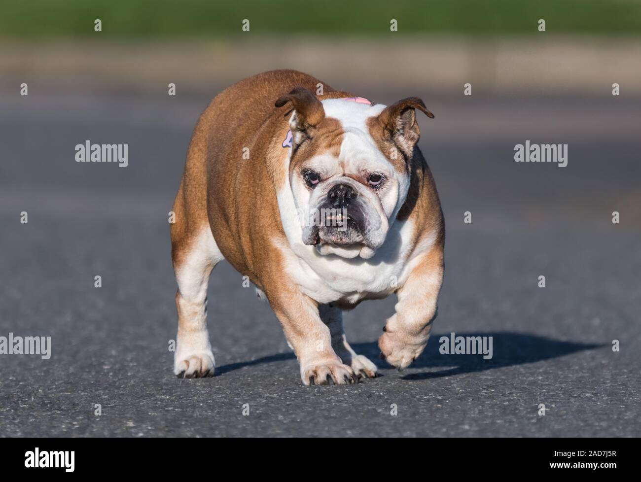 Britische Bulldogge oder Englische Bulldogge, die auf dem Boden. Hund läuft. Stockfoto