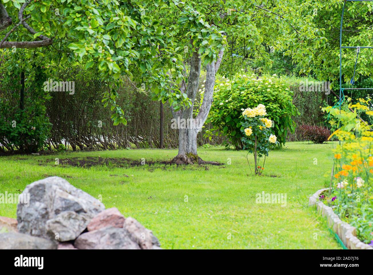 Moderne Garten mit grünem Gras und Rosen Bush im Sommer Stockfoto