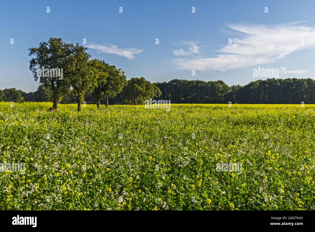 Schwarzer Senf (Brassica Nigra) Stockfoto