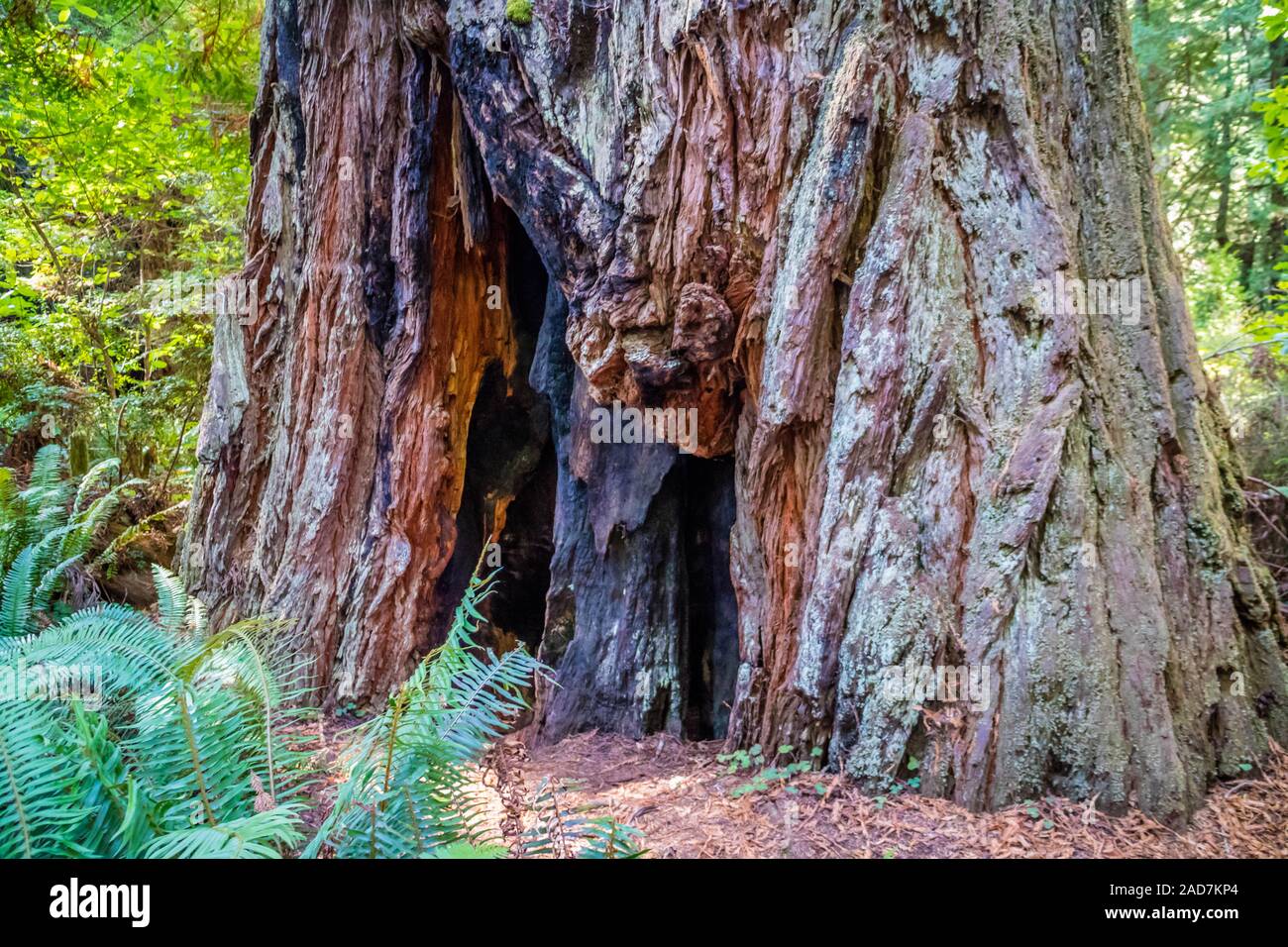 Giant Sequoia Baum im Redwoods National and State Parks - Kalifornien Stockfoto